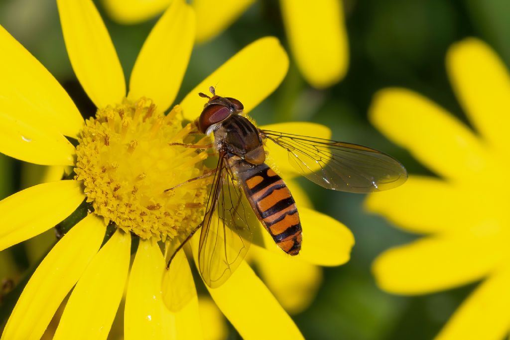 Syrphidae - Episyrphus balteatus